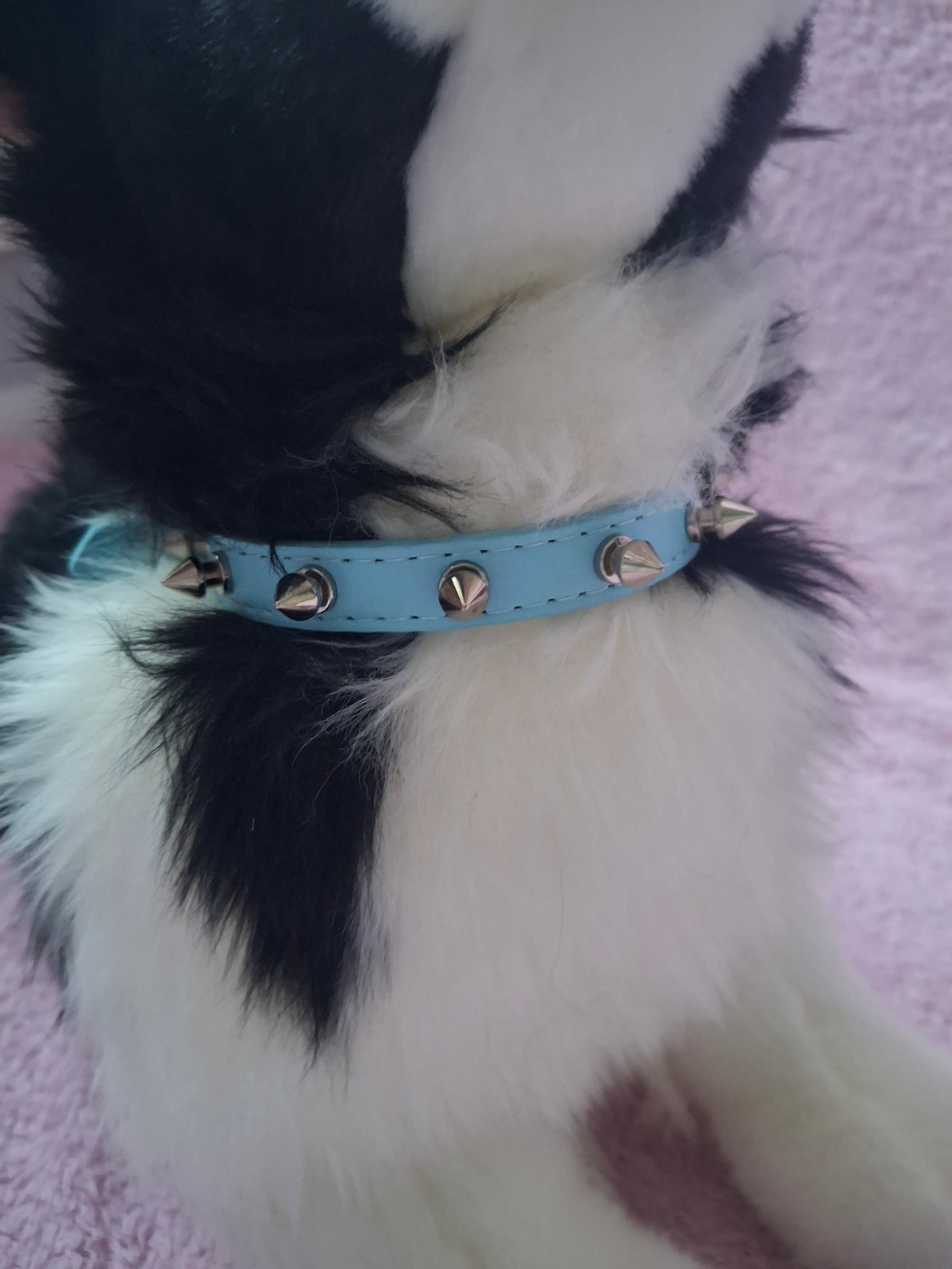 Spiked Collar