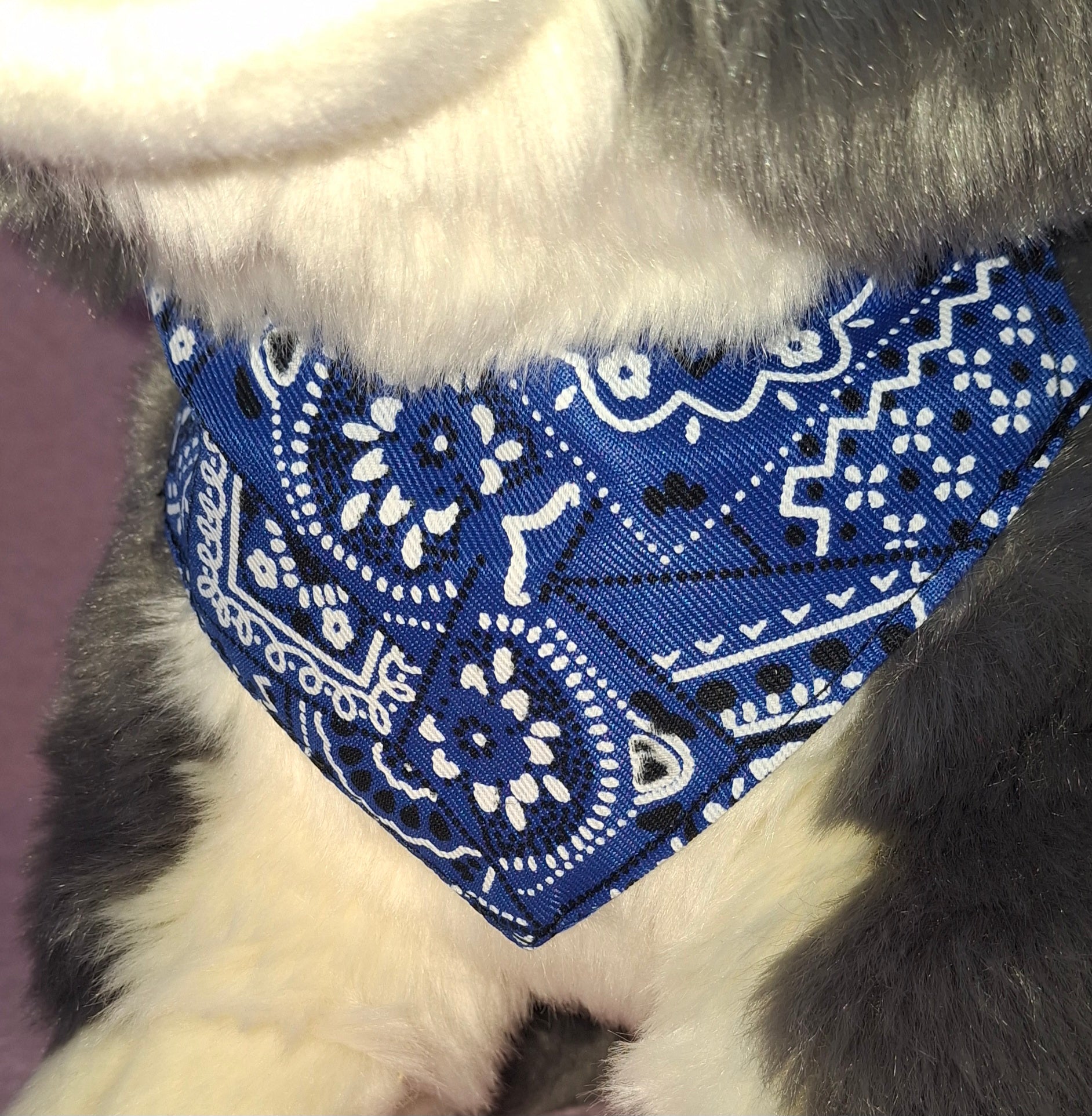 Bandana Collar
