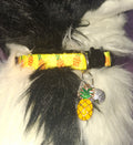 Fruit Cat Collars
